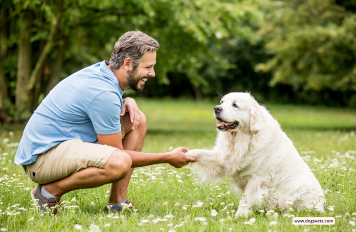 The Importance of Trainability and Intelligence in Guide Dogs' Success